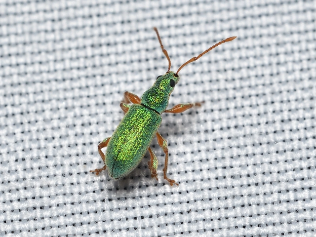 Phyllobius argentatus - ezüstös levélormányos
