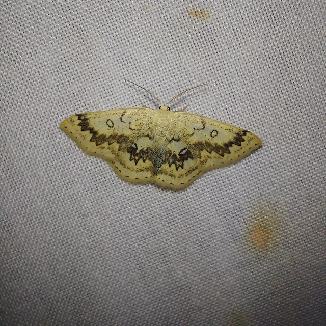 Cyclophora annularia - gyűrűs pettyesaraszoló