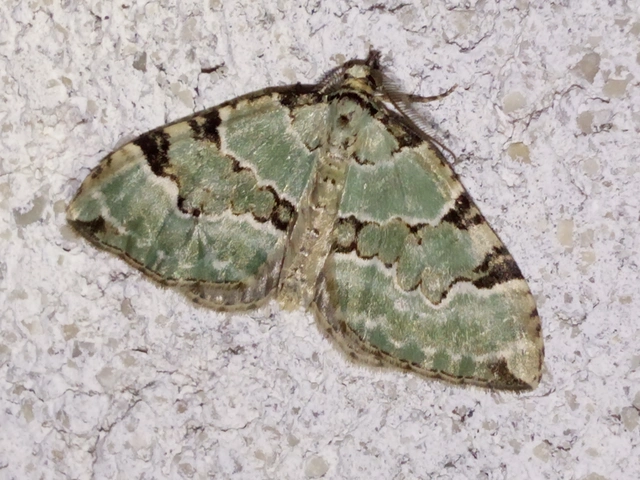 Colostygia pectinataria - zöld levélaraszoló