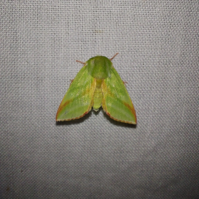 Pseudoips prasinana - bükkfa-zöldbagoly