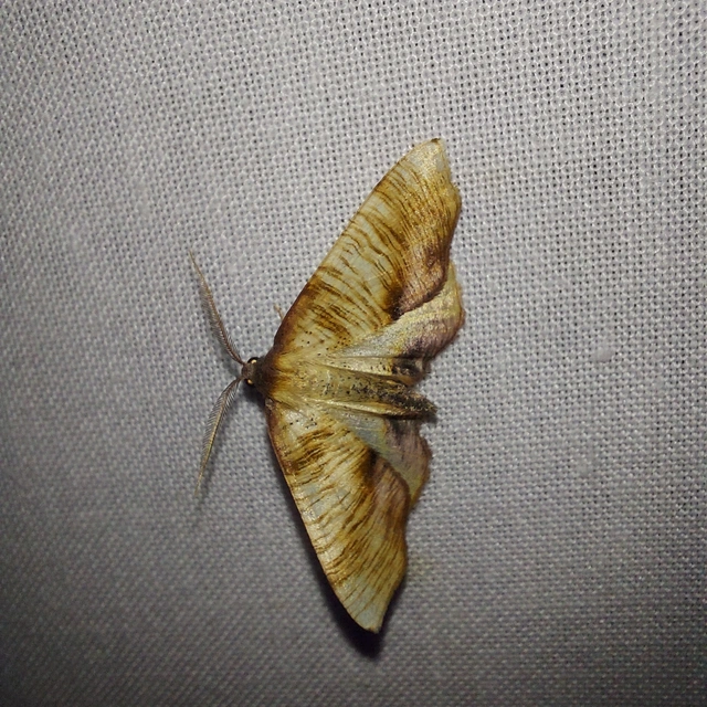 Plagodis dolabraria - baltaszárnyú araszoló