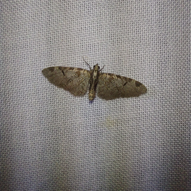 Eupithecia insigniata - hálózatos törpearaszoló