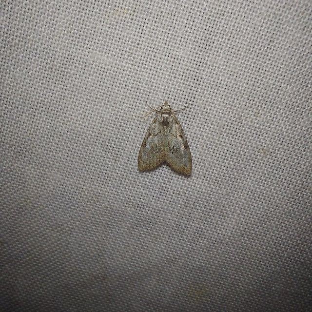 Nola confusalis - apró pamacsosszövő