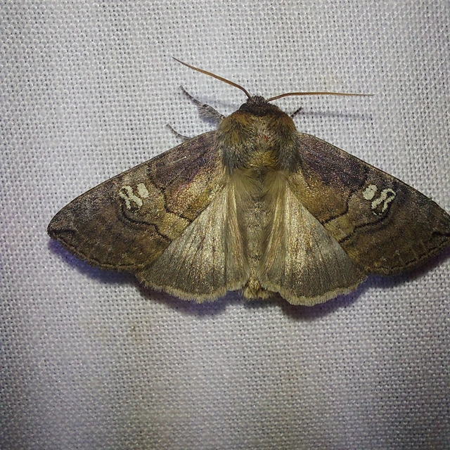 Tethea ocularis - pápaszemes pihésszövő