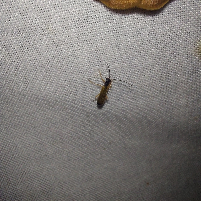 Rhagonycha lignosa - cserjés-lágybogár