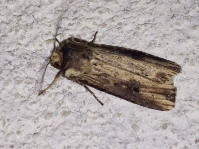 Axylia putris - vonalkás földibagoly