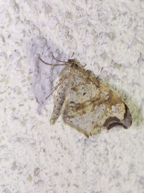 Macaria alternata - közönséges szürkearaszoló