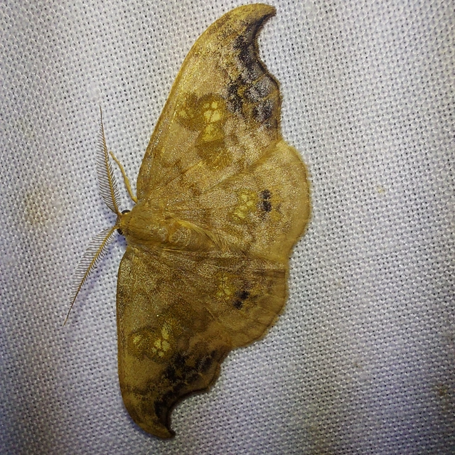 Sabra harpagula - hársfa-sarlósszövő