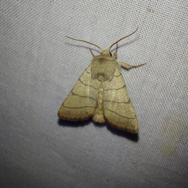 Charanyca trigrammica - háromsávos lombbagoly