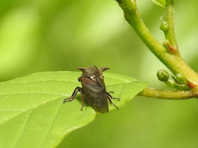 Centrotus cornutus - szarvaskabóca