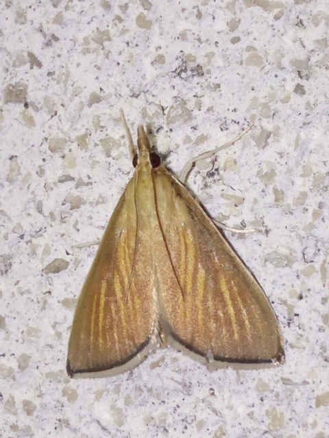 Nascia cilialis - sásrágó tűzmoly