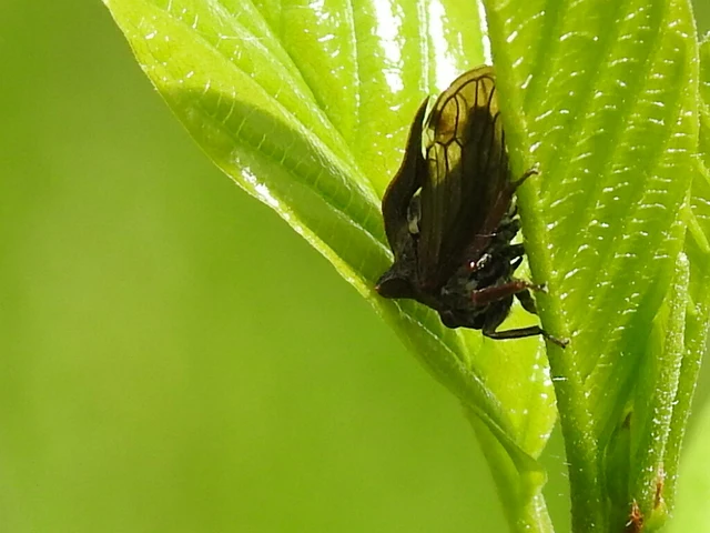 Centrotus cornutus - szarvaskabóca