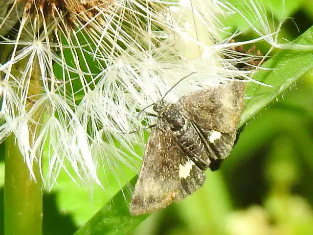 Panemeria tenebrata - apró sárgabagoly