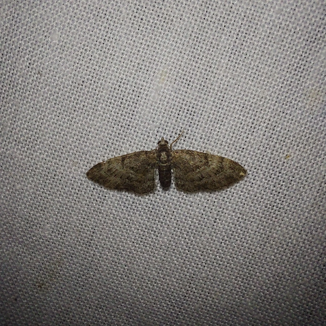 Eupithecia dodoneata - tölgy-törpearaszoló