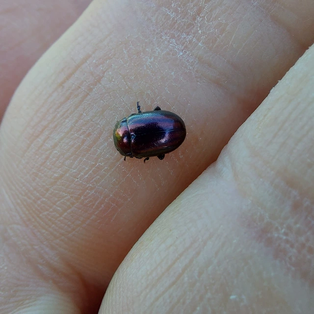 Chrysolina cerealis - változó mentalevelész