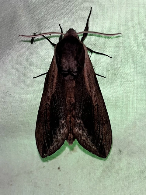 Sphinx ligustri - fagyalszender