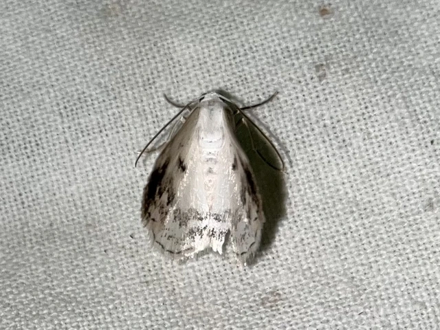 Lomographa temerata - foltos fehéraraszoló