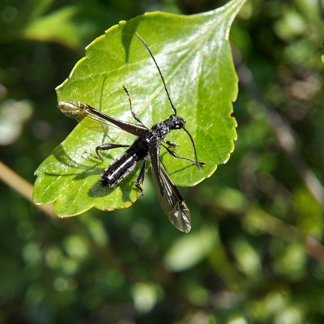 Callimoxys gracilis - frakkos cincér