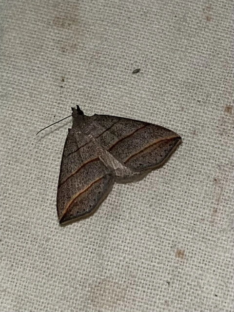 Colobochyla salicalis - háromsávos törpebagoly