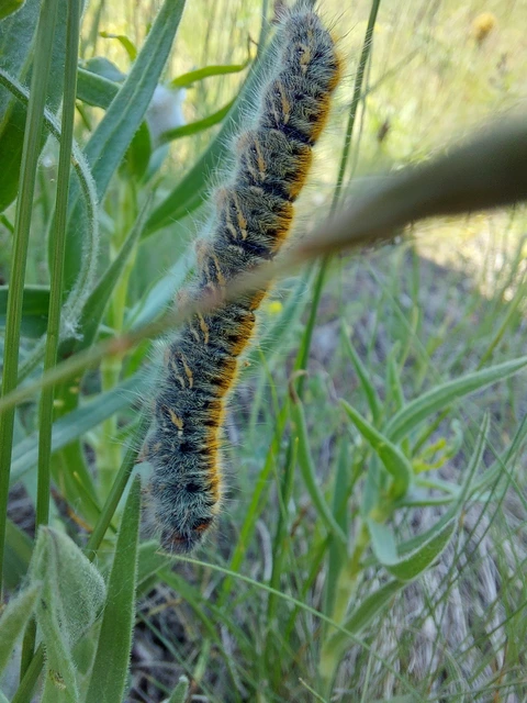 Lasiocampa trifolii - lóhereszövő