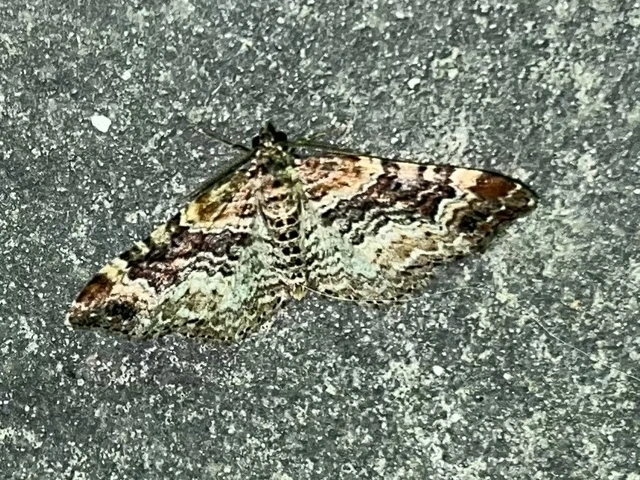 Xanthorhoe spadicearia - sávos tarkaaraszoló