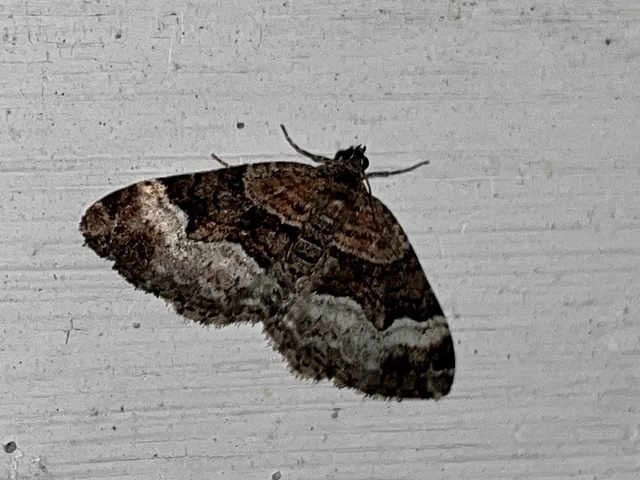 Xanthorhoe biriviata - kétsávos tarkaaraszoló