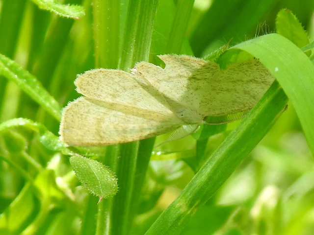 Cabera exanthemata - pettyes égeraraszoló