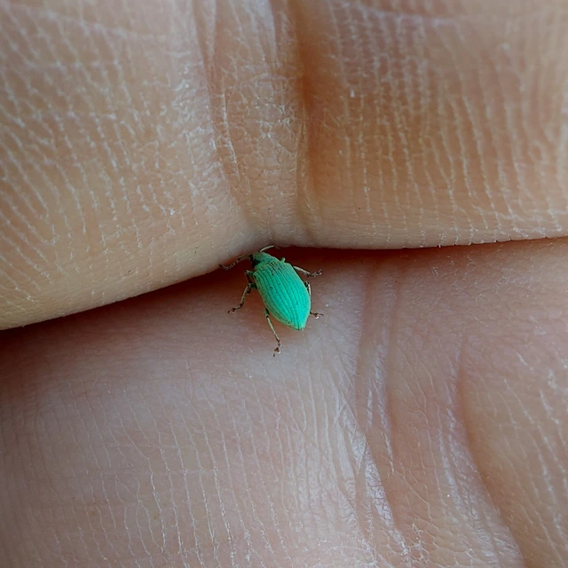 Phyllobius virideaeris - halványzöld levélormányos