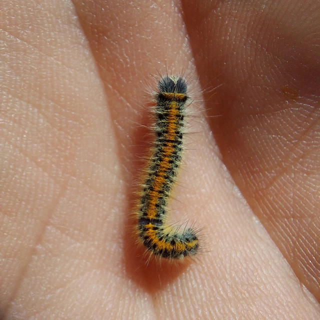 Lasiocampa trifolii - lóhereszövő