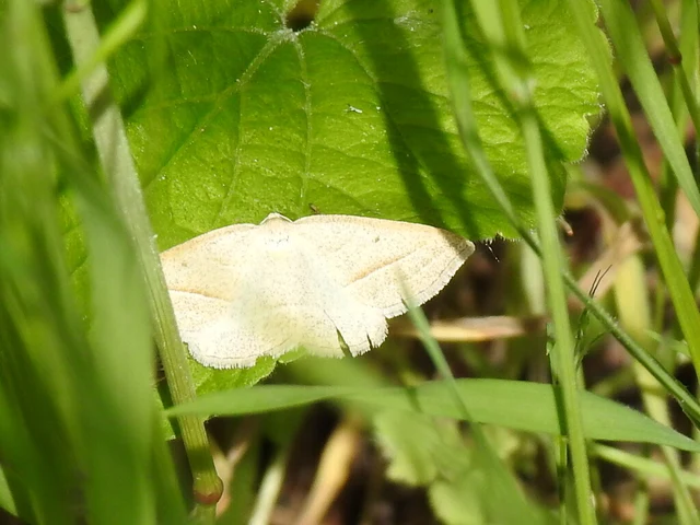 Petrophora chlorosata - páfrányaraszoló