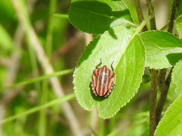 Graphosoma italicum - csíkos pajzsospoloska