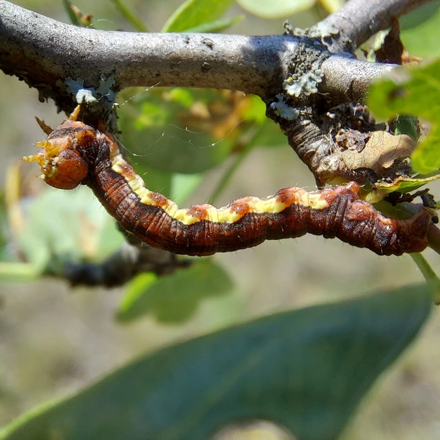 Erannis defoliaria - nagy téliaraszoló