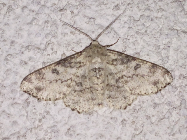 Ascotis selenaria - holdas faaraszoló