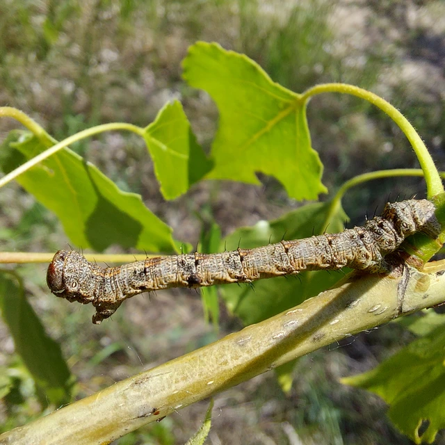 Apocheima hispidaria - borzas tavasziaraszoló