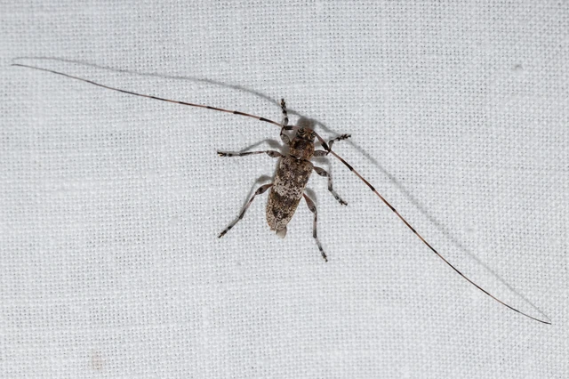 Acanthocinus griseus - szürke daliáscincér
