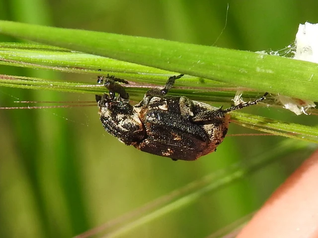 Valgus hemipterus - suta virágbogár