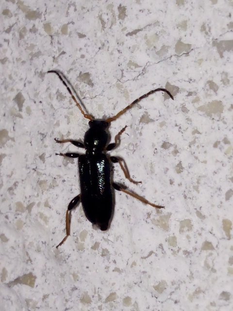 Phymatodes rufipes - kék háncscincér