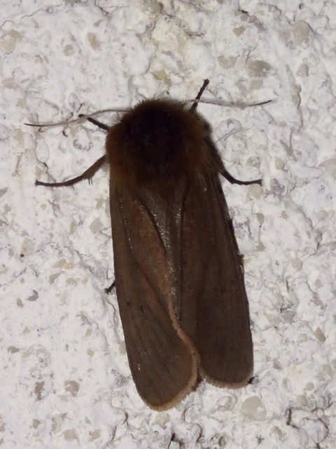 Phragmatobia fuliginosa - füstös medvelepke