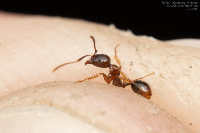 Aphaenogaster subterranea - vörös karcsúhangya