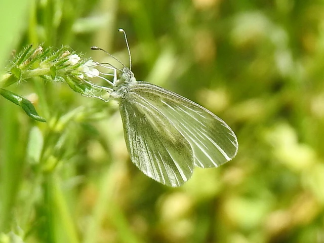 Leptidea sinapis - mustárlepke