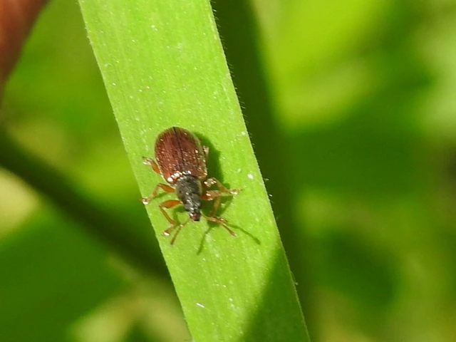 Phyllobius oblongus - közönséges levélormányos