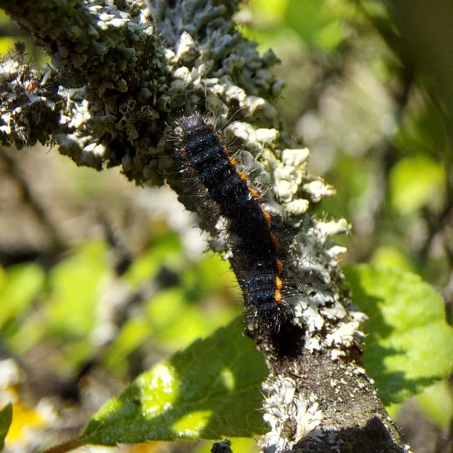 Saturnia pavoniella/pavonia