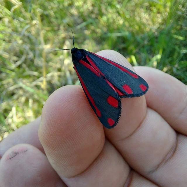 Tyria jacobaeae - jakabfű-medvelepke