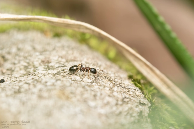 Dolichoderus quadripunctatus - négypettyes erdeihangya