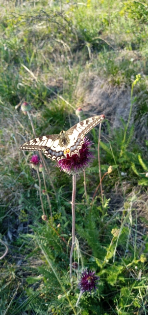 Papilio machaon - fecskefarkú lepke