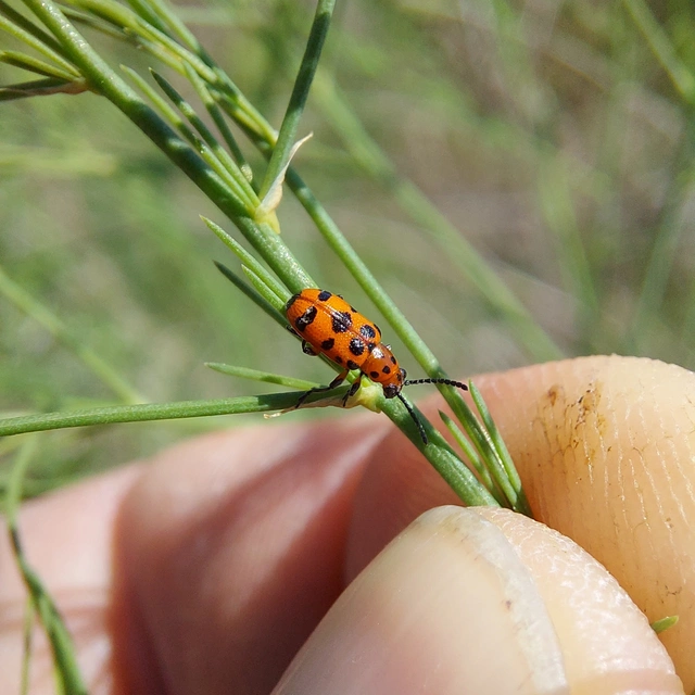 Crioceris quatuordecimpunctata - tizennégypontos spárgabogár
