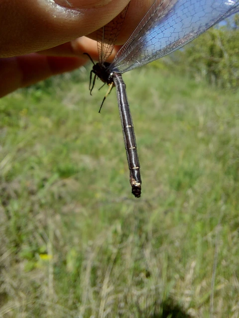 Myrmeleon formicarius - erdei hangyaleső