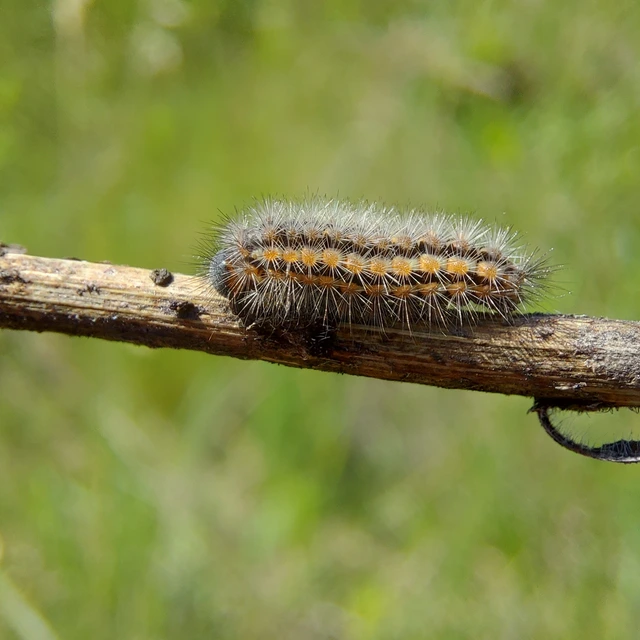 Pentophera morio - réti gyapjaslepke