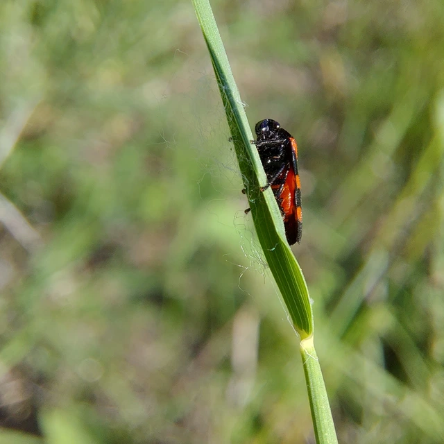 Cercopis arcuata/sanguinolenta