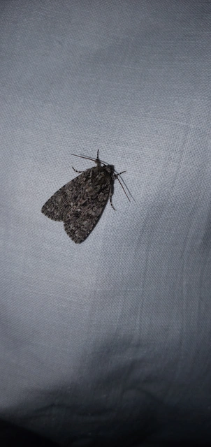 Acronicta rumicis - sóska-szigonyosbagoly